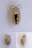 Philoscia sp.